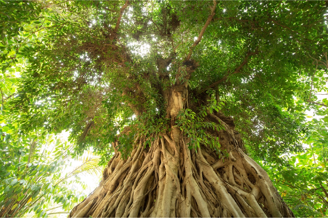 arbre centenaire au soleil arbre centenaire au soleil
