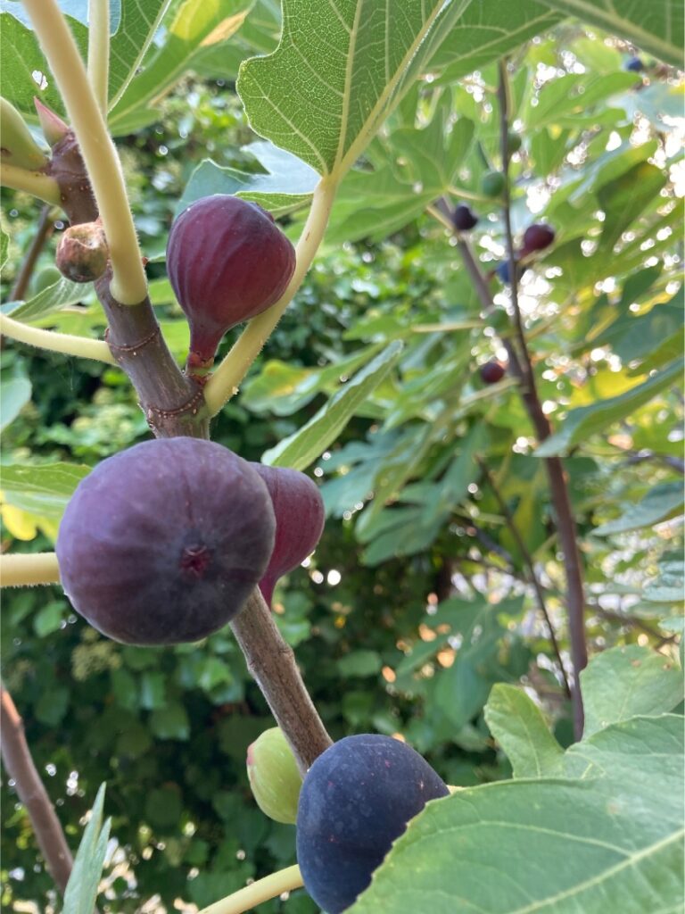 figues sur l'arbre